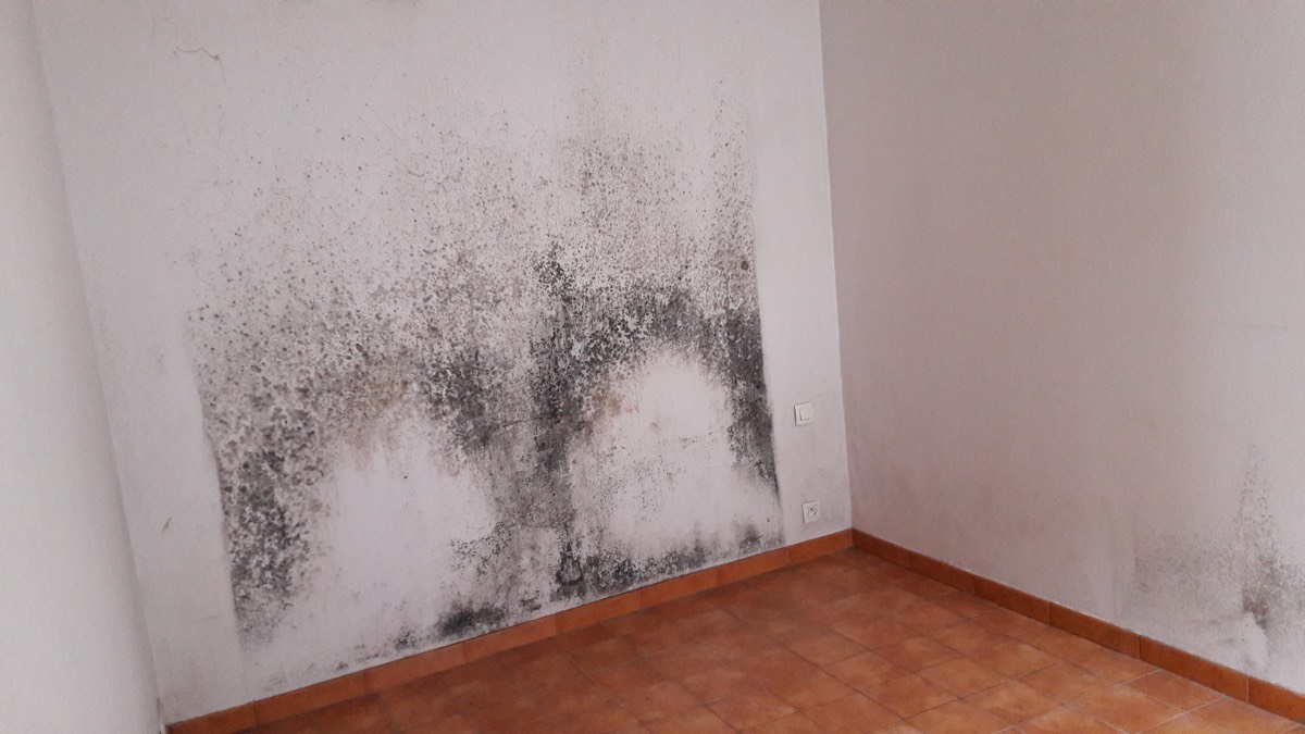 Moisissures - Expertise humidité à Saint-Denis